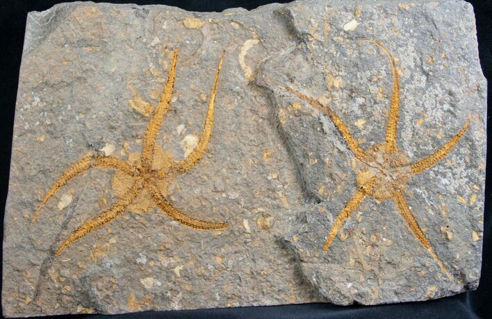Large Ordovician Ophiura Brittle Star Plate #7814